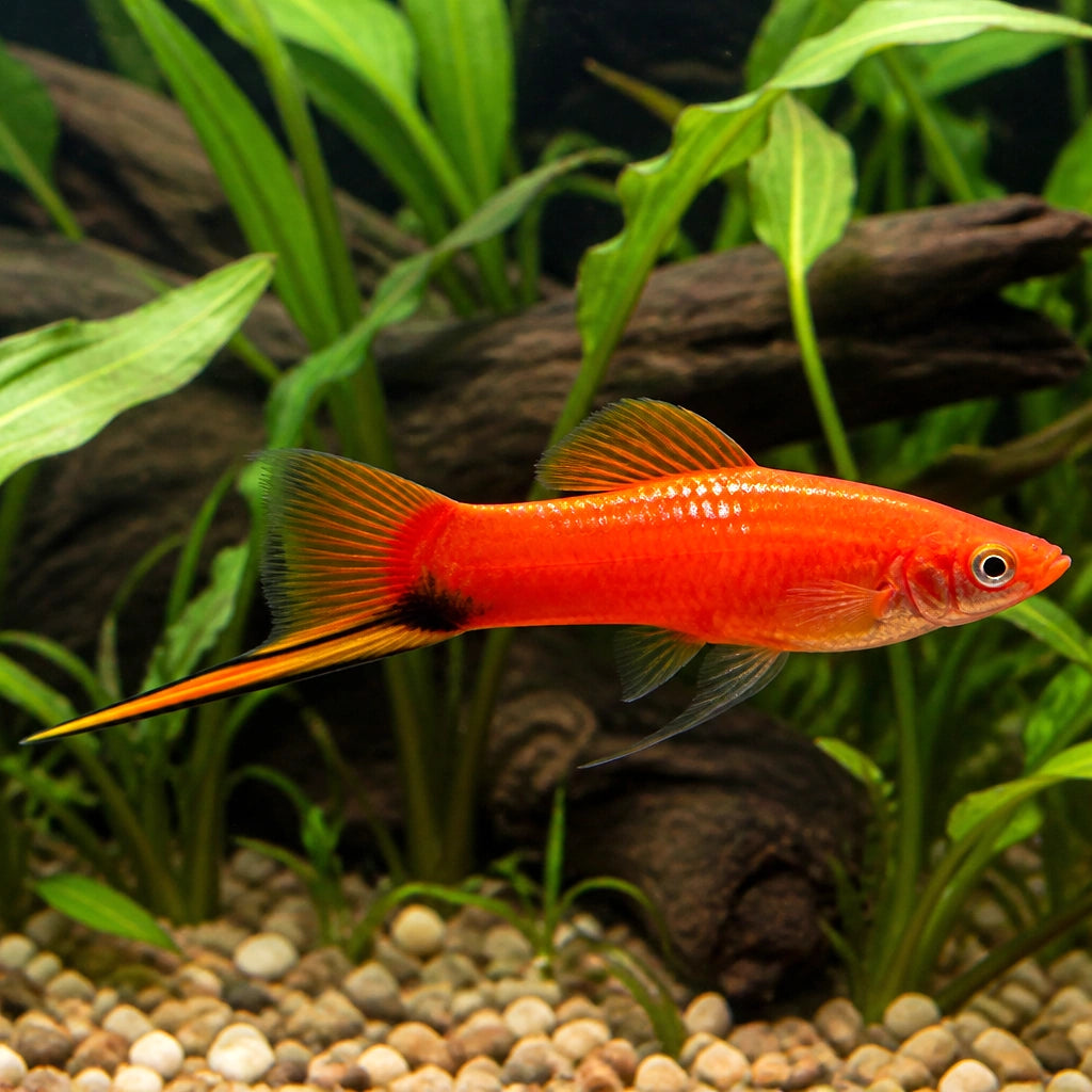 Vienna Broccoli Swordtail - Xiphophorus Hellerii - Livebearer, Peaceful Companions for Beginners, Easy Care Freshwater Fish That Flourish in Diverse Aquatic Environments, Vibrant Colors for Any Aquarium — for sale UK — AI natural aquarium view