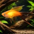 Swordtail Marry Gold Lyra — tropical fish for sale UK — AI hero driftwood view