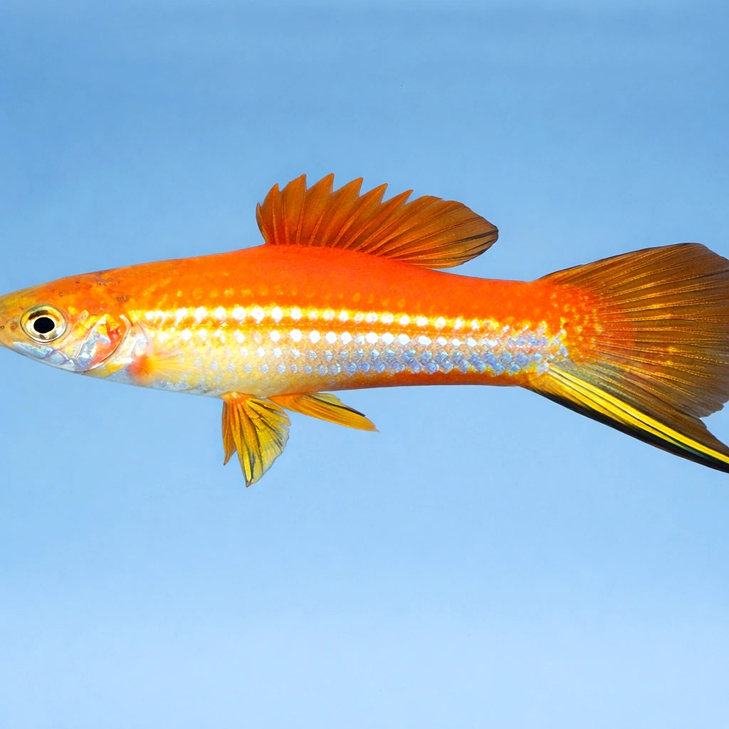Swordtail Marry Gold — tropical fish for sale UK — AI side clean view