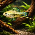 Swordtail Montezumae — tropical fish for sale UK — AI hero driftwood view