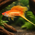 Swordtail Red Simpson — tropical fish for sale UK — AI hero driftwood view