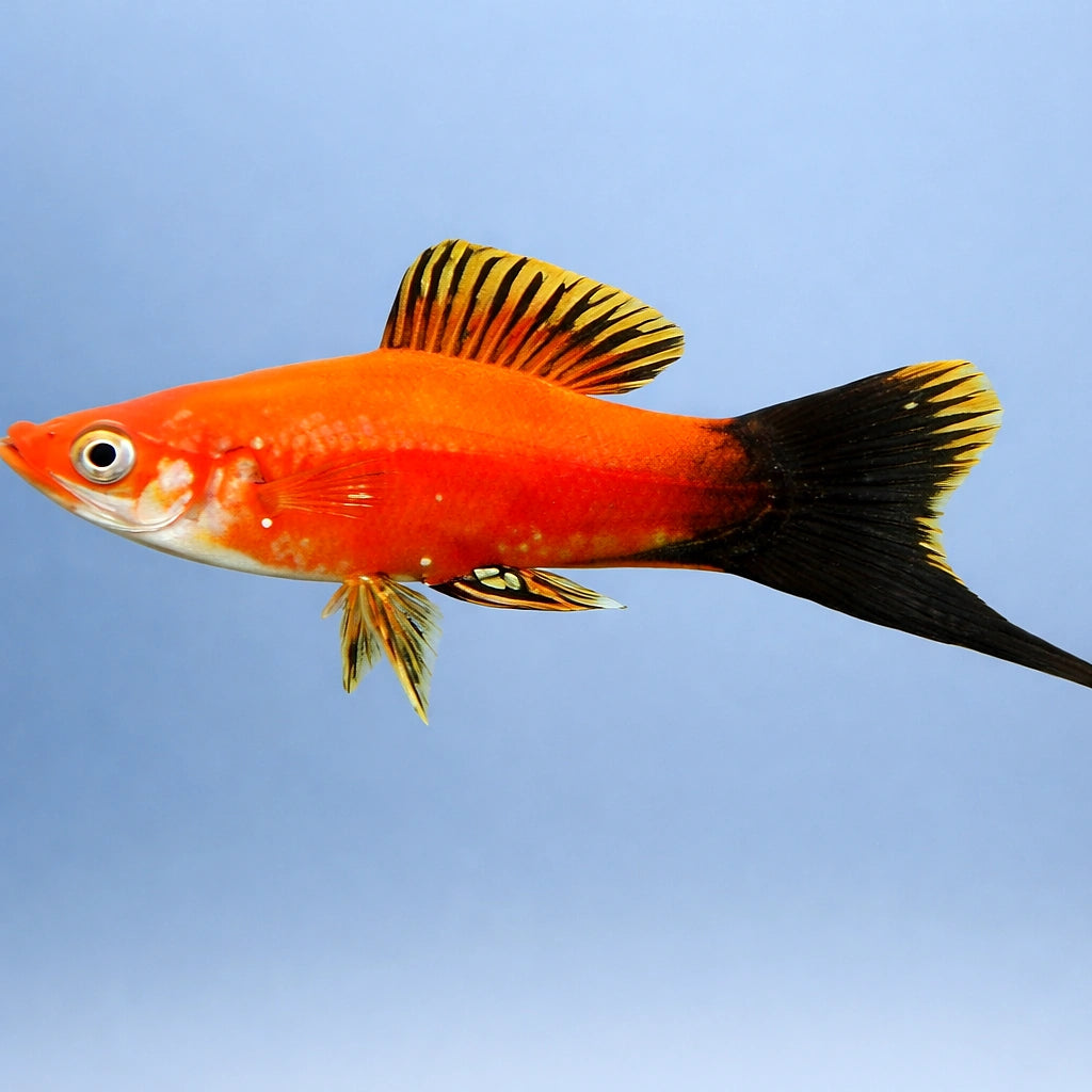 Swordtail Red Wagtail — tropical fish for sale UK — AI side clean view