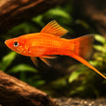 Swordtail Red — tropical fish for sale UK — AI hero driftwood view
