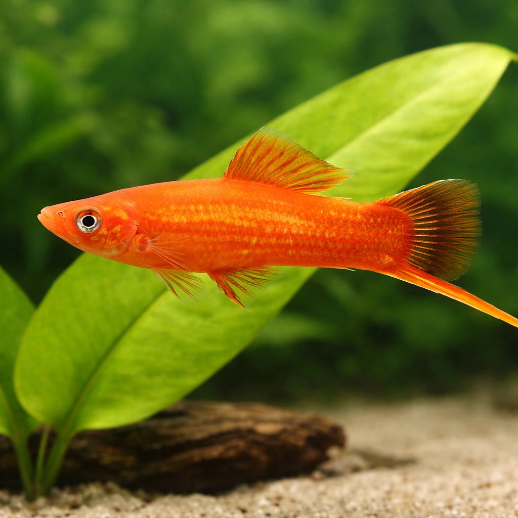 Swordtail Red — tropical fish for sale UK — AI scale plant view