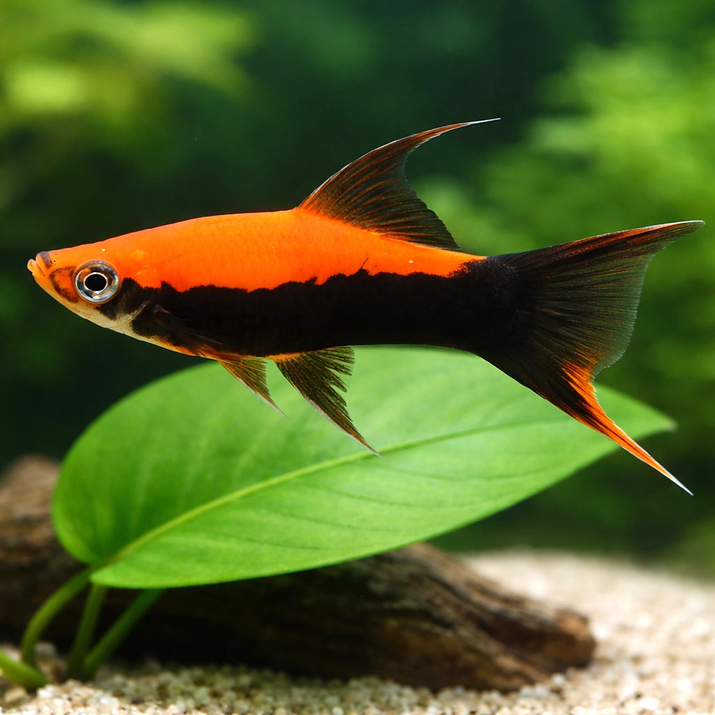 Swordtail Tuxedo Lyra — tropical fish for sale UK — AI scale plant view