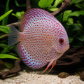 Symphysodon Amanha Semiroyal spotted F1 — tropical fish for sale UK — AI natural aquarium view
