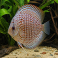 Symphysodon leopard — tropical fish for sale UK — AI natural aquarium view