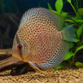 Leopard Spotted Discus Fish - Aquarium Fish Stunning , Elegant Cichlids That Thrive in Planted Tanks, Enjoying Optimal Care and Beautiful Surroundings — for sale UK — AI natural aquarium view