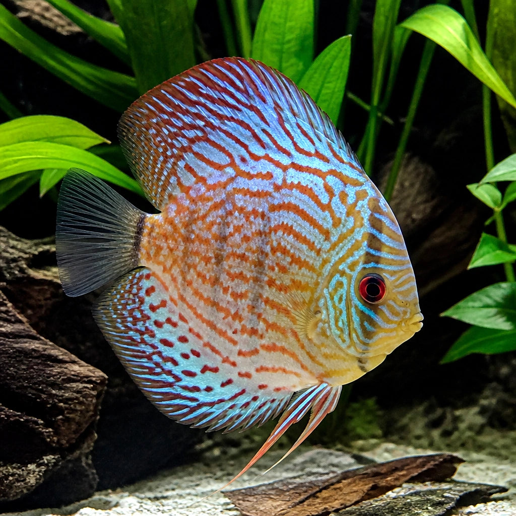 Discus Fish — tropical fish for sale UK — AI natural aquarium view