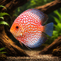 Symphysodon Pigeon Checkerboard — tropical fish for sale UK — AI hero driftwood view