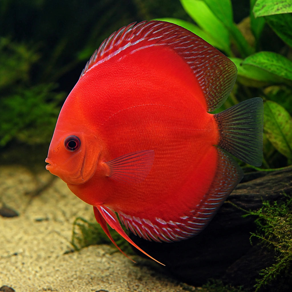 Symphysodon Red Valentine — tropical fish for sale UK — AI natural aquarium view