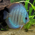 Symphysodon Turquoise Checkerboard — tropical fish for sale UK — AI natural aquarium view