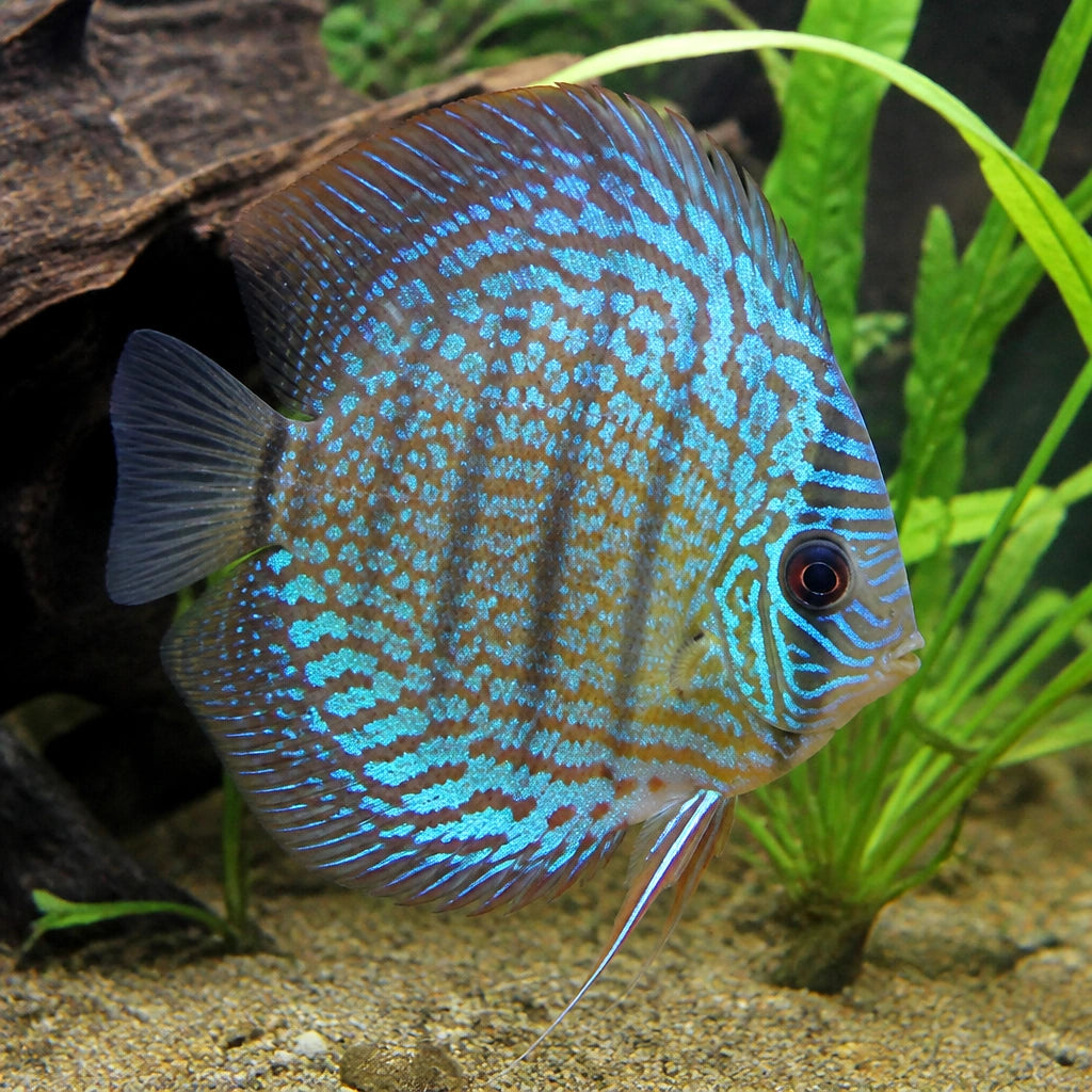 Symphysodon Turquoise Checkerboard — tropical fish for sale UK — AI natural aquarium view