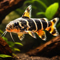 Synodontis brichardi 4 - — tropical fish for sale UK — AI hero driftwood view
