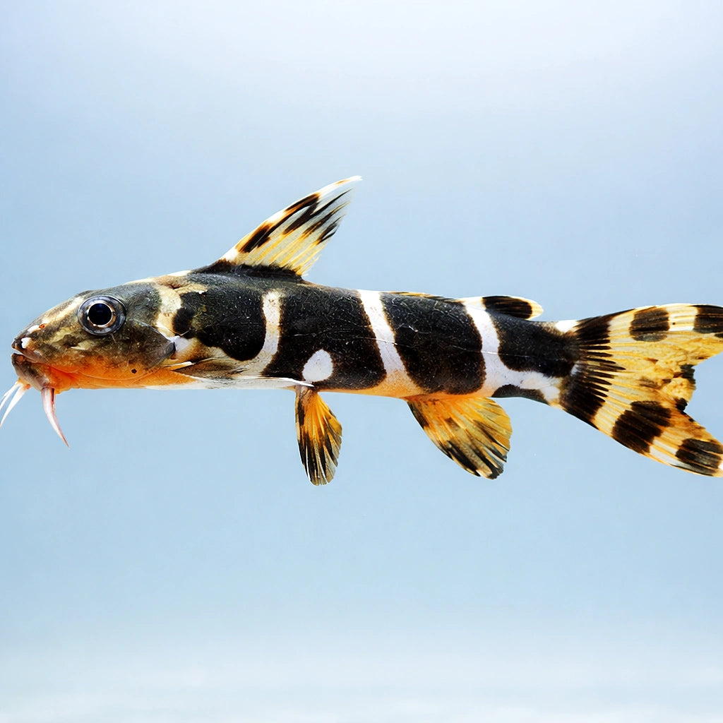 Synodontis brichardi 4 - — tropical fish for sale UK — AI side clean view