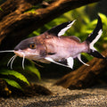 Synodontis granulosus 3 - — tropical fish for sale UK — AI hero driftwood view