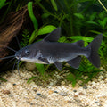 Cuckoo Synodontis - Synodontis Multipunctata - African Catfish — tropical fish for sale UK — AI natural aquarium view