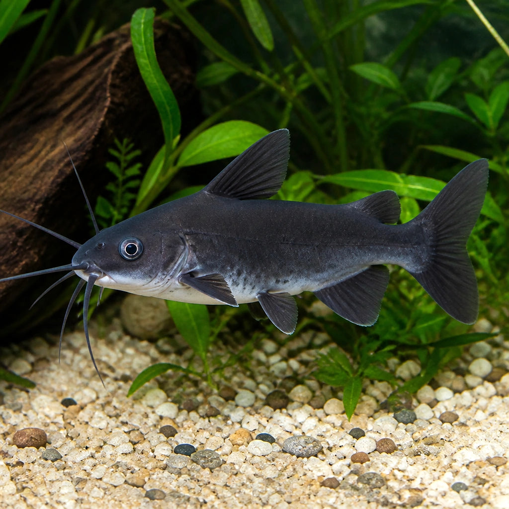 Cuckoo Synodontis - Synodontis Multipunctata - African Catfish — tropical fish for sale UK — AI natural aquarium view