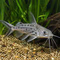 Cuckoo Synodontis - Synodontis Multipunctata - African Catfish — tropical fish for sale UK — AI natural aquarium view