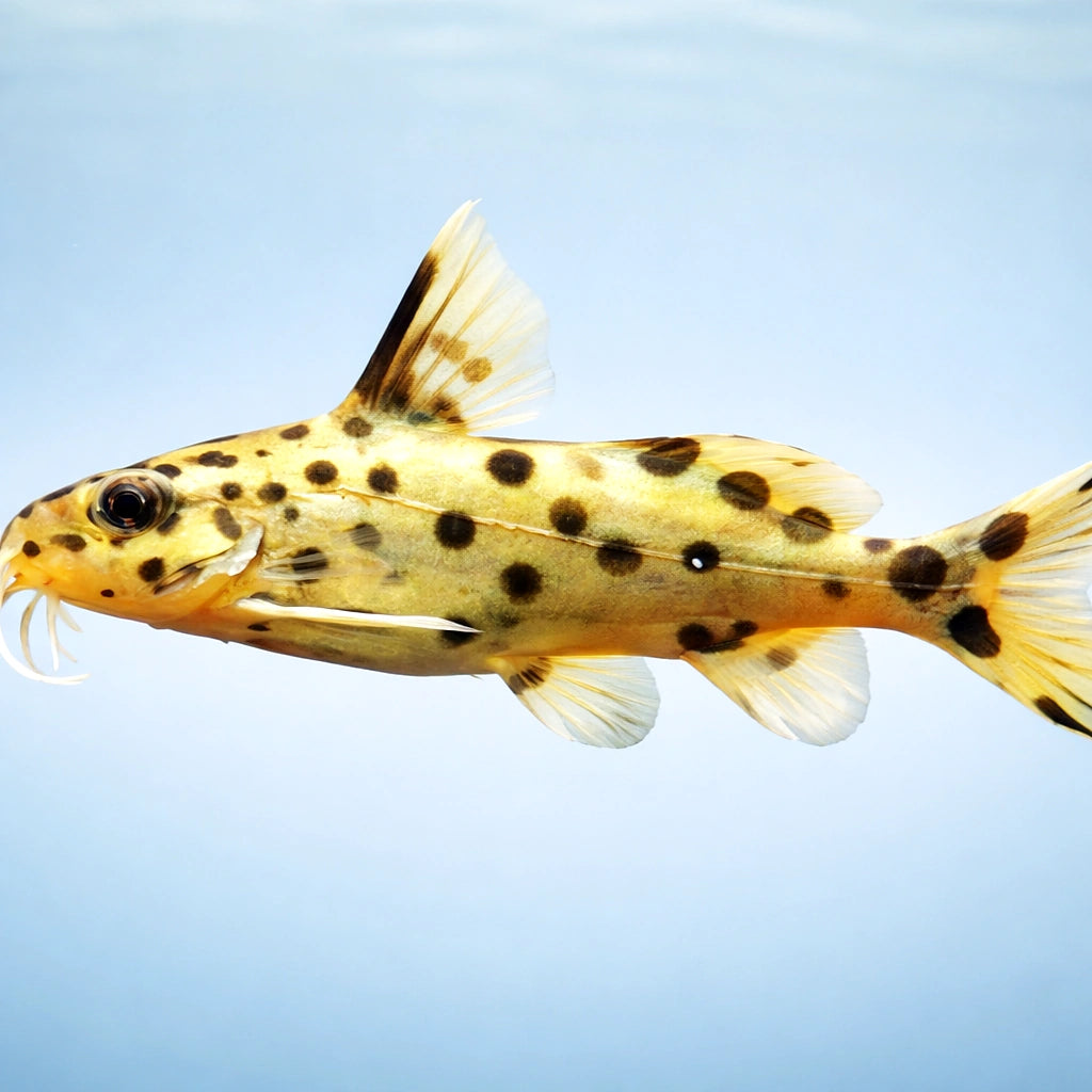 Synodontis njassae — tropical fish for sale UK — AI side clean view