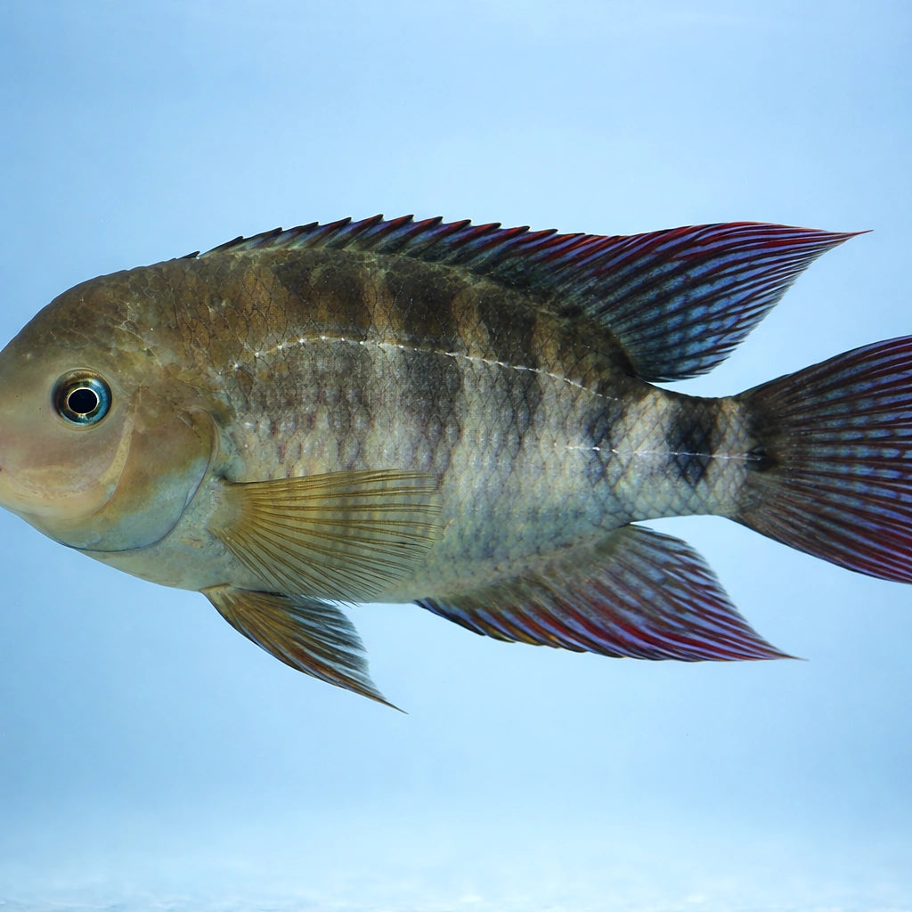T-Bar Cichlid — tropical fish for sale UK — AI side clean view