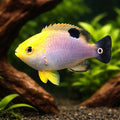 Talbots Demoiselle M — tropical fish for sale UK — AI hero driftwood view