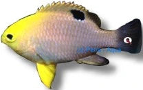 Talbots demoiselle Chrysiptera talboti marine damsel fish in a saltwater aquarium