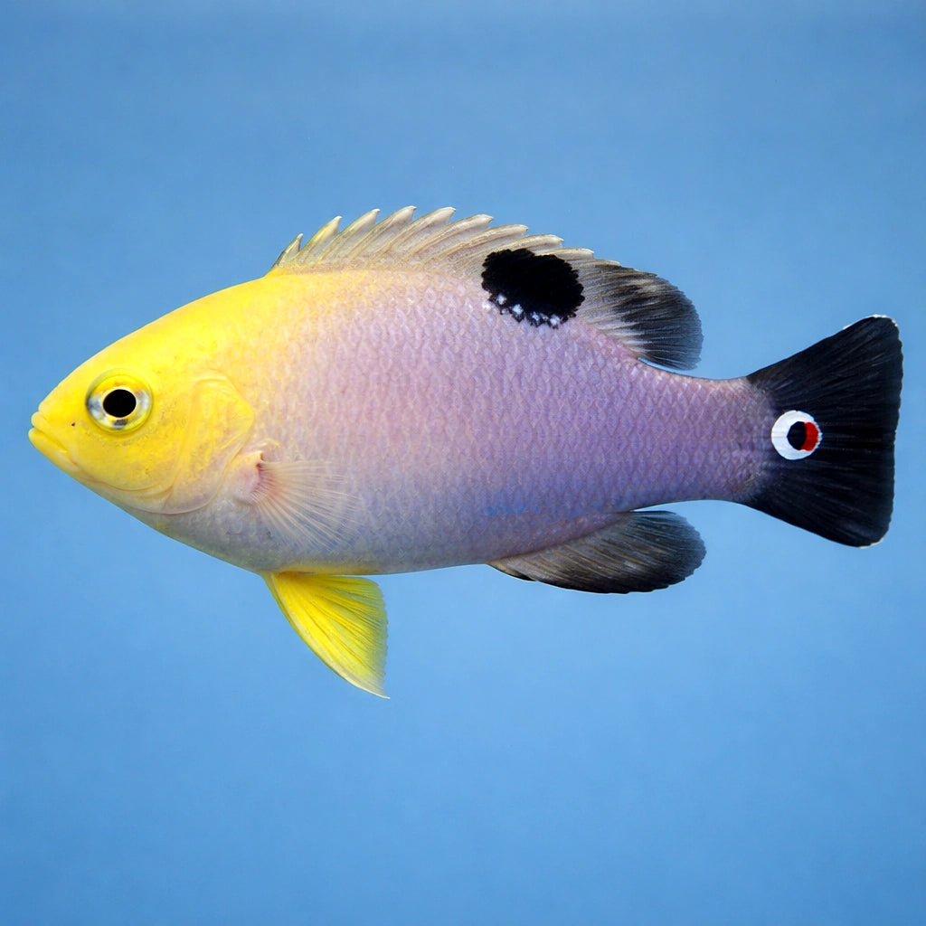 Talbots Demoiselle M — tropical fish for sale UK — AI side clean view