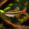  — tropical fish for sale UK — AI hero driftwood view