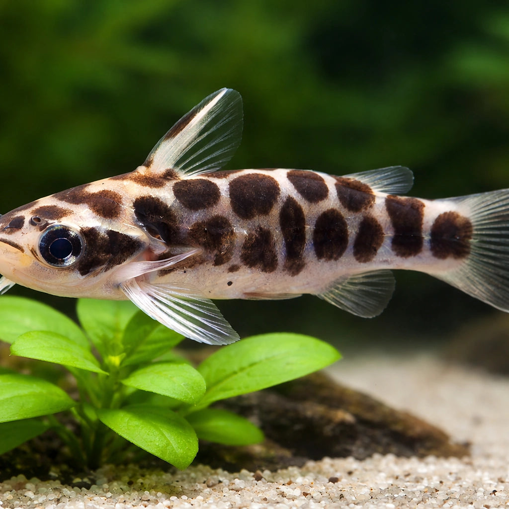 Tatia perugiae 1 - 2, — tropical fish for sale UK — AI scale plant view
