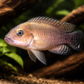 Telmatochromis burgeoni 4 - — tropical fish for sale UK — AI hero driftwood view