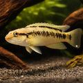 Telmatochromis vittatus S — tropical fish for sale UK — AI hero driftwood view