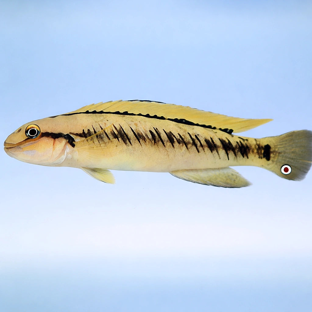 Telmatochromis vittatus S — tropical fish for sale UK — AI side clean view