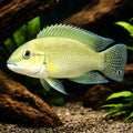 Temporalis Cichlid — tropical fish for sale UK — AI hero driftwood view