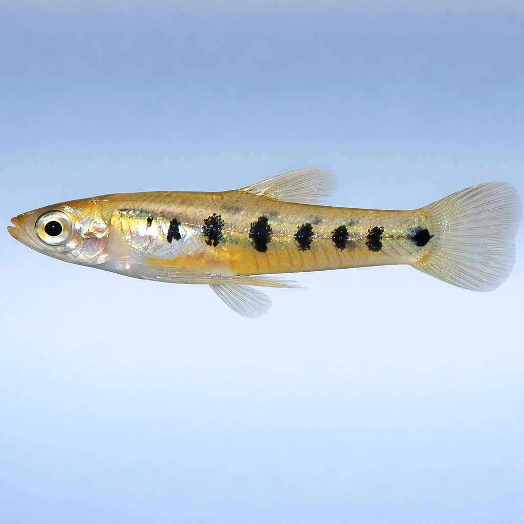 Ten spotted -bearer — tropical fish for sale UK — AI side clean view