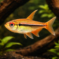 Tetra Ulrey — tropical fish for sale UK — AI hero driftwood view