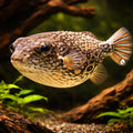 Tetraodon palembangensis — tropical fish for sale UK — AI hero driftwood view
