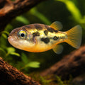  — tropical fish for sale UK — AI hero driftwood view
