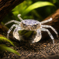 Thai Micro Crab — Freshwater Crabs and Lobsters for sale UK — AI hero driftwood view