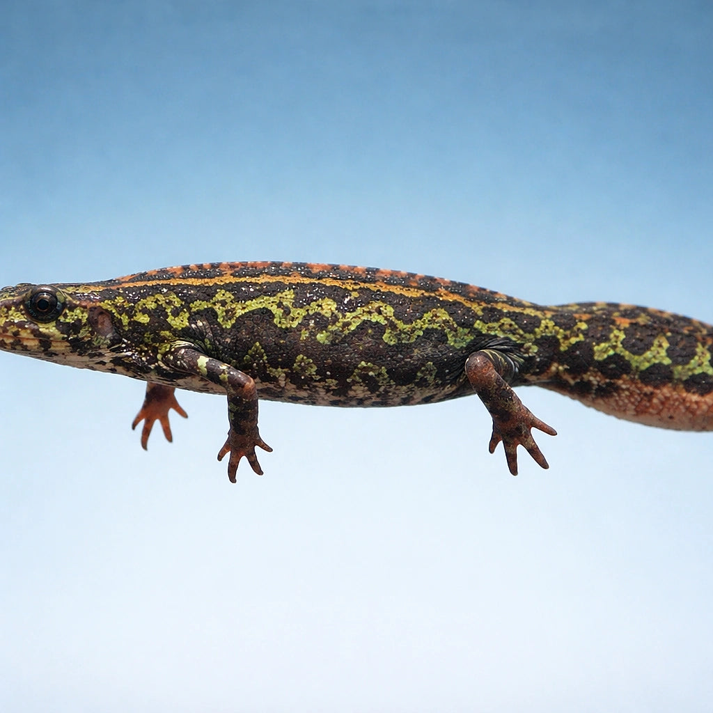 The marbled newt — tropical fish for sale UK — AI side clean view
