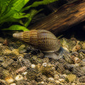 Hedgehog Snail — Snail for sale UK — AI natural aquarium view