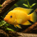 Thicklips Cichlid — tropical fish for sale UK — AI hero driftwood view