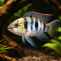 Thomas Pelmatochromis, Dw — tropical fish for sale UK — AI hero driftwood view