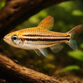 Three-Lined African Tetra, — tropical fish for sale UK — AI hero driftwood view