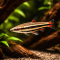 Three-Lined Pencilfish — AI hero driftwood view