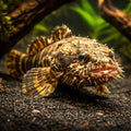 Three-spined frogfish — tropical fish for sale UK — AI hero driftwood view