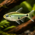 Three-Spot Tetra — tropical fish for sale UK — AI hero driftwood view