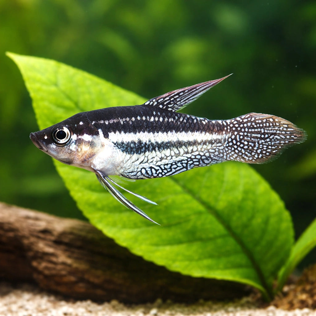 Three-Striped Croaking Gourami — tropical fish for sale UK — AI scale plant view
