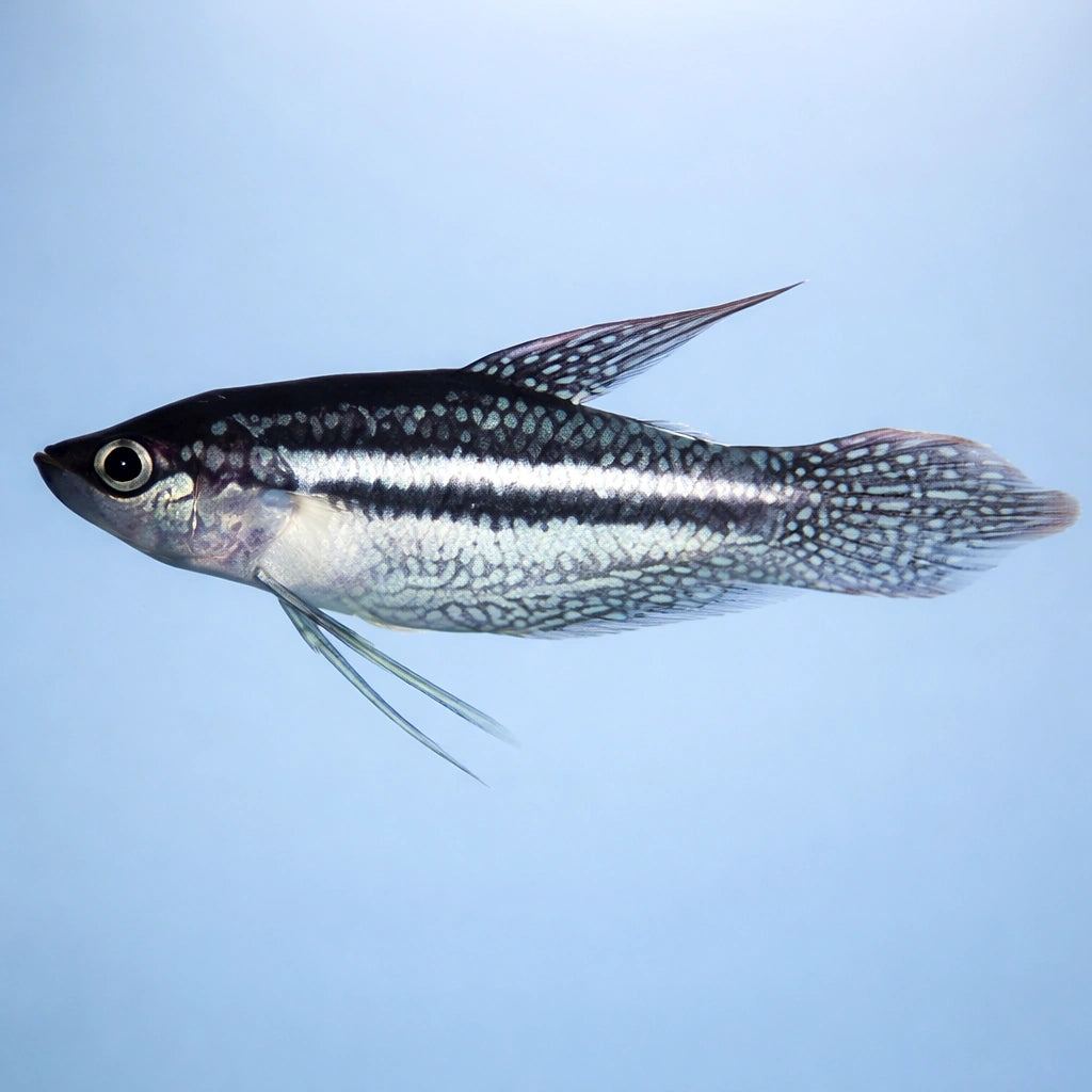 Three-Striped Croaking Gourami — tropical fish for sale UK — AI side clean view