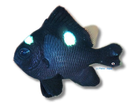 Threespot Dascyllus marine damsel fish Dascyllus trimaculatus 3-4 cm with dark body and white spots